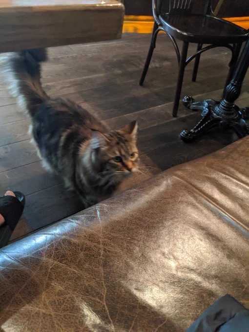 Cat notices me