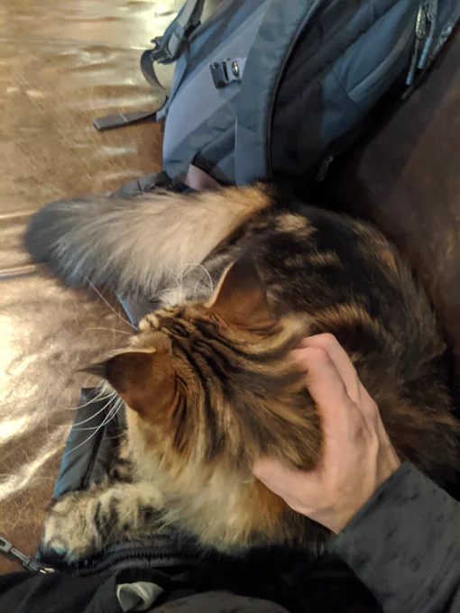 Cat gets a hug