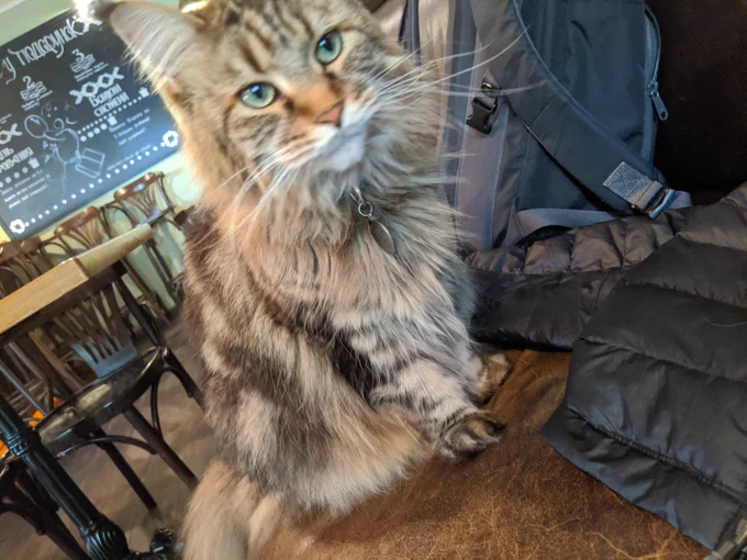 Cat looks me