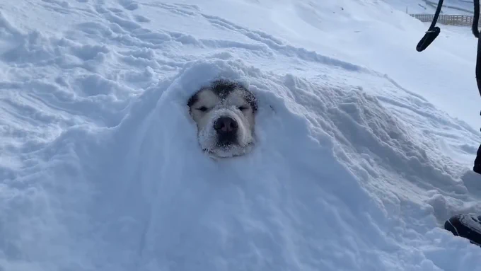 dog under snow with snout sticking out of snow