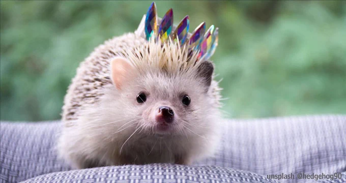 I am going to be honest with you, the image is just a hedgehog with a crystal crown. It's just a fun, cute little image. The post and blog post is all about R Markdown, and updates to it, and its family of packages. Enjoy!