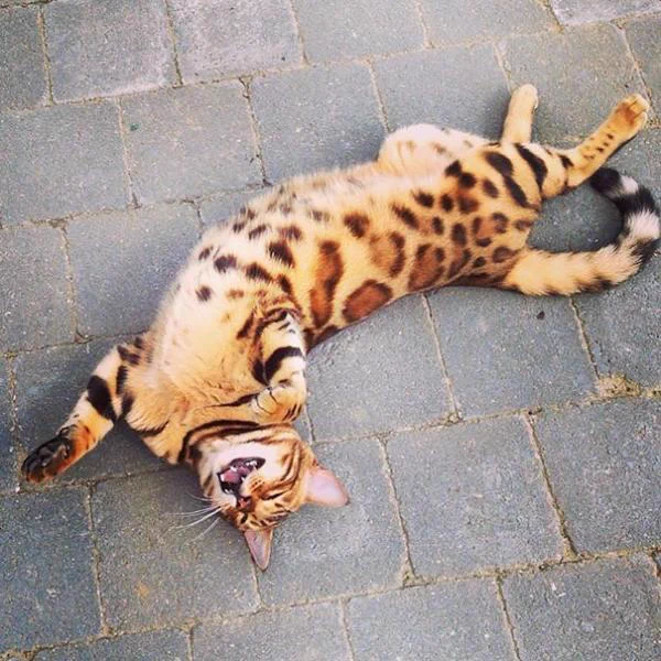 Photo of Benny the cat, a spotted happy cat looking for belly rubs outside on the patio.