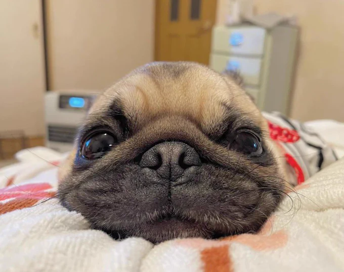 A small brown squishy pug is laying on its face looking right at you with a smile