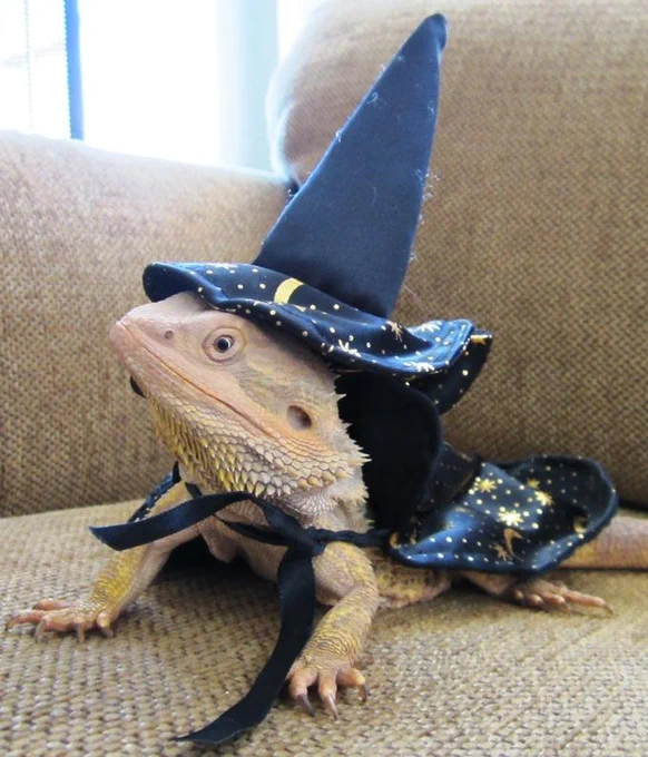 bearded dragon wearing a wizard hat and cape