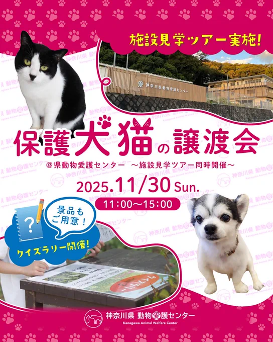 令和7年11月30日開催の保護犬猫の譲渡会の広告画像