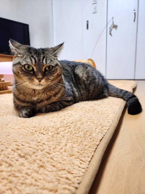 ラグの上で落ち着いて横になるビビ。少しむっとしたような、考えごとをしているような表情。