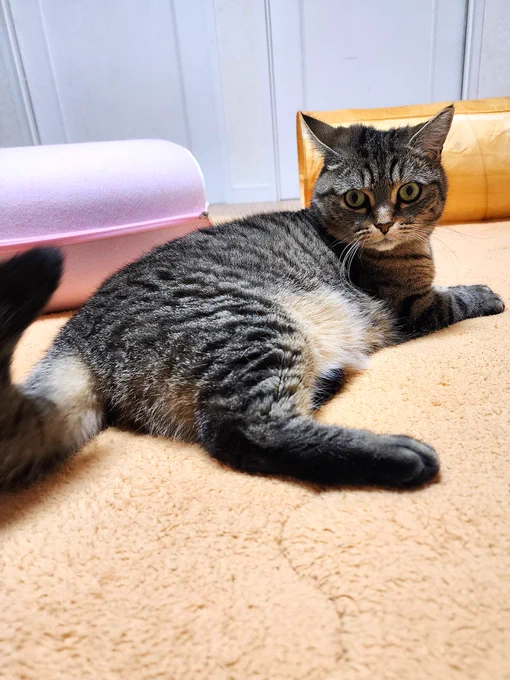 淡いオレンジのマットの上で横向きに座る足長マンチカンのビビ。まん丸の目を大きく開き、少し驚いたような表情でこちらを見ている。後ろにはピンク色の猫ベッドが見える。